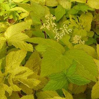 Filipendula ulmaria 'Aurea'