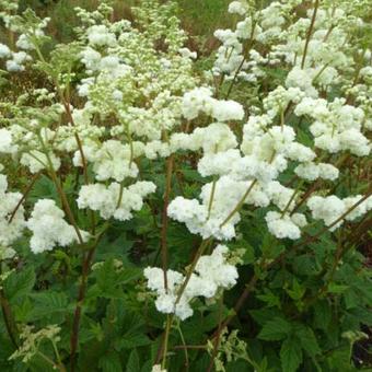 Filipendula vulgaris 'Multiplex'