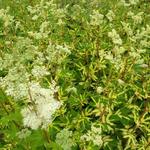 Filipendula ulmaria  'Variegata' - Moerasspirea - Filipendula ulmaria  'Variegata'