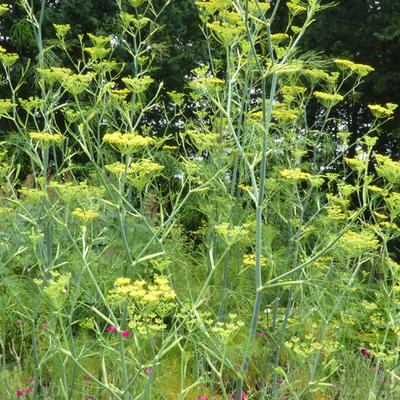 Foeniculum vulgare - Venkel of knolvenkel