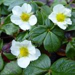 Fragaria chiloensis - Sieraardbei - Fragaria chiloensis