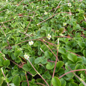 Fragaria nubicola 'Mount Omei'