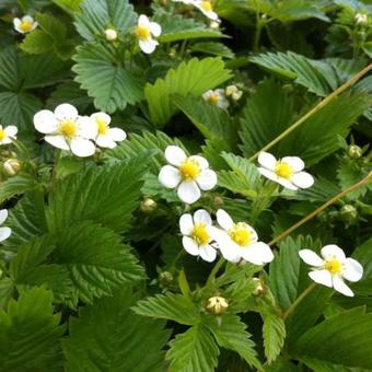 Fragaria vesca