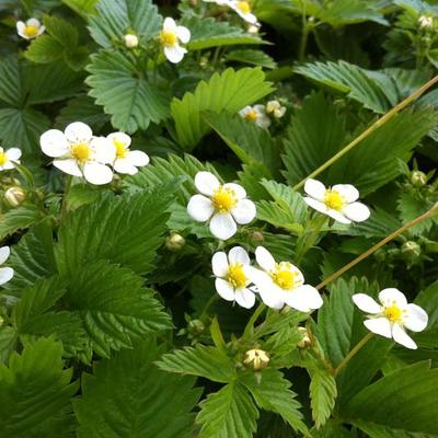 Fragaria vesca - Bosaardbei