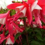 Fuchsia 'Lady Thumb' - Bellenplant