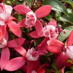 Fuchsia 'Madame Cornelissen' - Bellenplant - Fuchsia 'Madame Cornelissen'