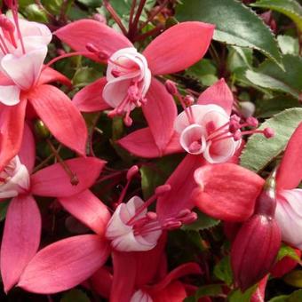 Fuchsia 'Madame Cornelissen'