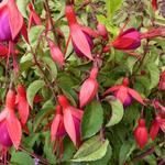 Fuchsia 'Mrs Popple' - Bellenplant