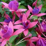 Fuchsia 'Tom Thumb' - Bellenplant