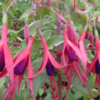 Fuchsia magellanica var. gracilis 'Versicolor'