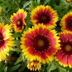 Gaillardia aristata 'Arizona Sun' - Kokardebloem - Gaillardia aristata 'Arizona Sun'