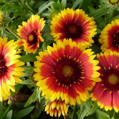 Gaillardia aristata 'Arizona Sun' - Kokardebloem