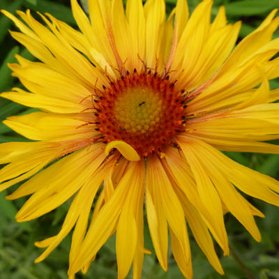 Kokardebloem - Gaillardia 'Amber Wheels'