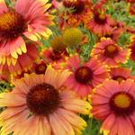 Gaillardia aristata 'Bremen' - Kokardebloem