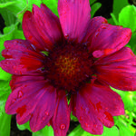 Gaillardia x grandiflora 'Burgunder' - Kokardebloem - Gaillardia x grandiflora 'Burgunder'