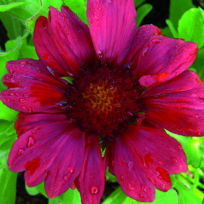 Gaillardia x grandiflora 'Burgunder' - Kokardebloem