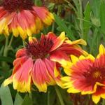 Gaillardia aristata 'Kobold' - Kokardebloem