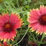 Gaillardia 'Tokayer' - Kokardebloem - Gaillardia 'Tokayer'