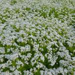 Galium odoratum - Onzelievevrouwebedstro,