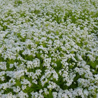 Galium odoratum - Onzelievevrouwebedstro,