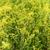 Galium verum