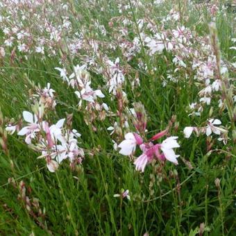 Gaura lindheimeri