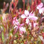 Gaura lindheimeri 'Blaze' - Prachtkaars - Gaura lindheimeri 'Blaze'