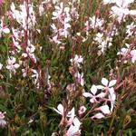 Gaura lindheimeri 'Cherry Brandy' - Prachtkaars - Gaura lindheimeri 'Cherry Brandy'