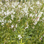 Gaura lindheimeri 'Corrie's Gold' - Prachtkaars - Gaura lindheimeri 'Corrie's Gold'