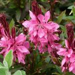 Gaura lindheimeri 'Crimson Butterflies' - Prachtkaars