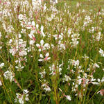 Gaura lindheimeri 'Madonna' - Prachtkaars - Gaura lindheimeri 'Madonna'