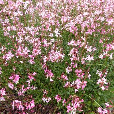 Gaura lindheimeri 'Rosy Jane' - Prachtkaars