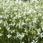 Gaura lindheimeri 'Snowbird' - Prachtkaars - Gaura lindheimeri 'Snowbird'