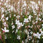 Prachtkaars - Gaura lindheimeri 'Snowstorm'