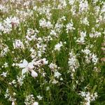 Gaura lindheimeri 'White Dove' - Prachtkaars