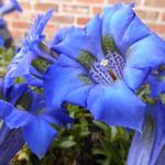 Gentiana acaulis - Stengelloze alpengentiaan - Gentiana acaulis