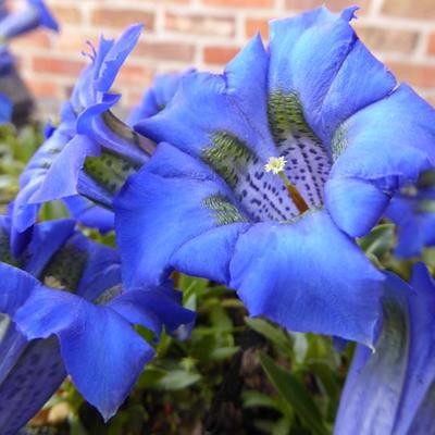 Gentiana acaulis - Stengelloze alpengentiaan