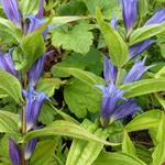 Gentiaan, Zijdeplantgentiaan, Wilggentiaan - Gentiana asclepiadea