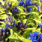 Gentiana cruciata - Kruisbladgentiaan