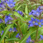 Gentiana dahurica - Siberische gentiaan, Aziatische gentiaan - Gentiana dahurica