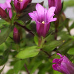 Gentiana 'Little Pinkie' - Gentiaan