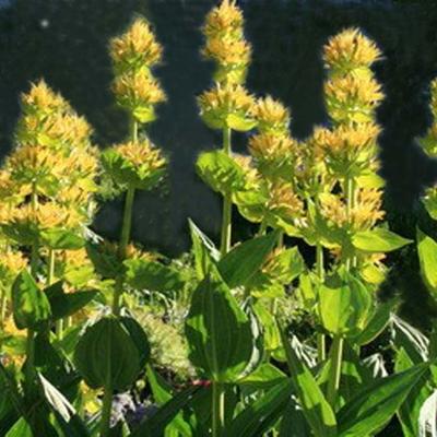 Gentiana lutea - Gentiaan