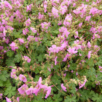 Geranium x cantabrigiense 'Berggarten'