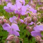 Geranium x cantabrigiense 'Cambridge' - Ooievaarsbek