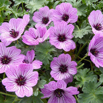 Geranium cinereum 'Ballerina'