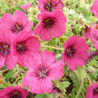 Geranium cinereum 'Jolly Jewel Raspberry'