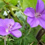 Geranium clarkei 'Kashmir Purple' - Ooievaarsbek - Geranium clarkei 'Kashmir Purple'