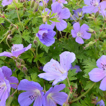 Geranium himalayense 'Gravetye'