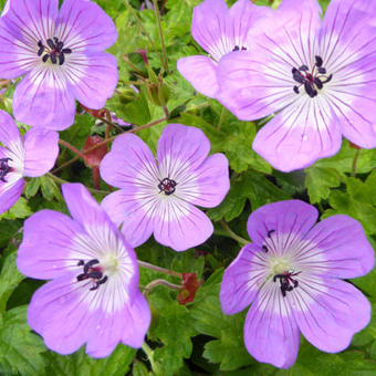 Geranium 'Bloom Time'