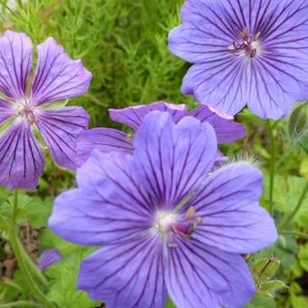 Geranium x magnificum 'Blue Blood'